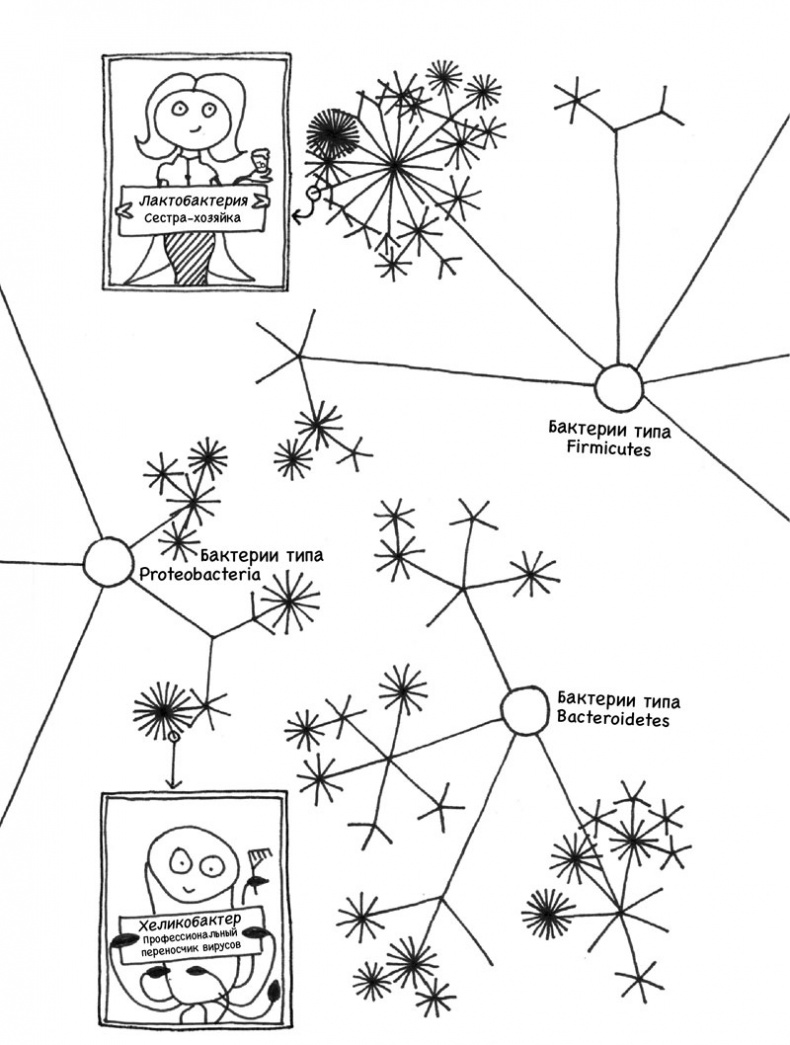 Иллюстрация к книге — Очаровательный кишечник. Как самый могущественный орган управляет нами [i_027.jpg]