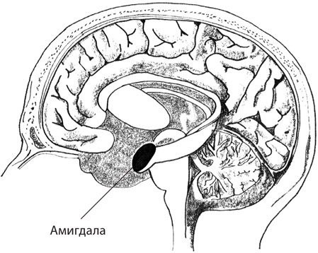 Иллюстрация к книге — Мозг на пенсии. Научный взгляд на преклонный возраст [i_009.jpg]