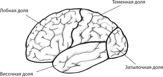 Иллюстрация к книге — Мозг на пенсии. Научный взгляд на преклонный возраст [i_012.jpg]