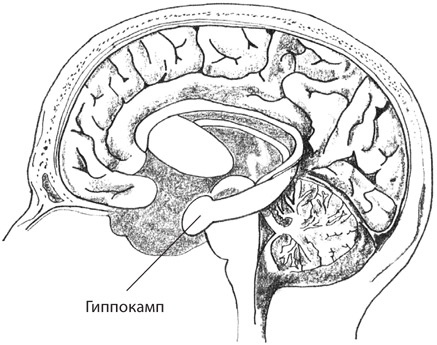 Иллюстрация к книге — Мозг на пенсии. Научный взгляд на преклонный возраст [i_013.jpg]