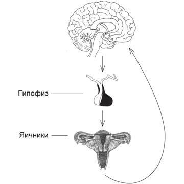 Иллюстрация к книге — Мозг на пенсии. Научный взгляд на преклонный возраст [i_016.jpg]