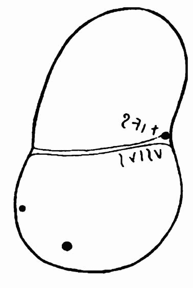 Иллюстрация к книге — Славянское завоевание мира [i_069.jpg]