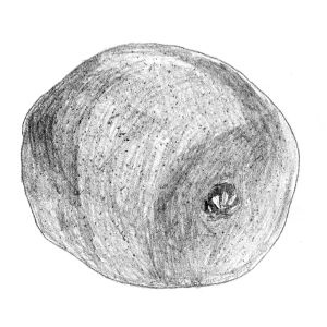 Иллюстрация к книге — Диабет. Советы и рекомендации ведущих врачей [i_028.jpg]