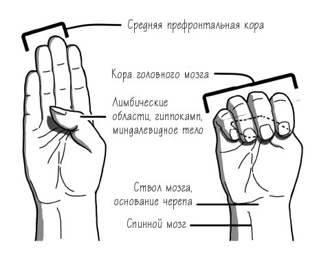 Иллюстрация к книге — Растущий мозг. Как нейронаука и навыки майндсайт помогают преодолеть проблемы подросткового возраста [_9.jpg]