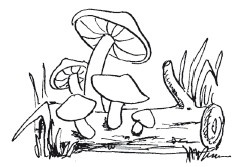 Иллюстрация к книге — Защити свое тело-2. Оптимальное питание [i_014.jpg]