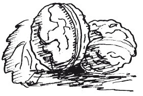 Иллюстрация к книге — Защити свое тело-2. Оптимальное питание [i_017.jpg]