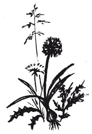 Иллюстрация к книге — Защити свое тело-2. Оптимальное питание [i_035.jpg]