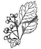 Иллюстрация к книге — Защити свое тело. Оптимальные методы очищения, укрепления и оздоровления [i_068.jpg]