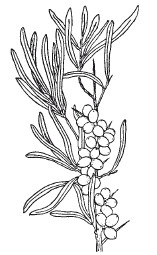 Иллюстрация к книге — Защити свое тело. Оптимальные методы очищения, укрепления и оздоровления [i_071.jpg]