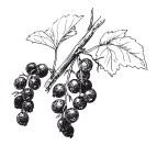 Иллюстрация к книге — Защити свое тело. Оптимальные методы очищения, укрепления и оздоровления [i_073.jpg]