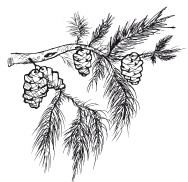 Иллюстрация к книге — Защити свое тело. Оптимальные методы очищения, укрепления и оздоровления [i_074.jpg]