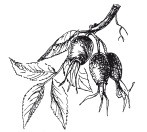 Иллюстрация к книге — Защити свое тело. Оптимальные методы очищения, укрепления и оздоровления [i_075.jpg]