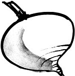 Иллюстрация к книге — Питание и долголетие [_113.jpg]