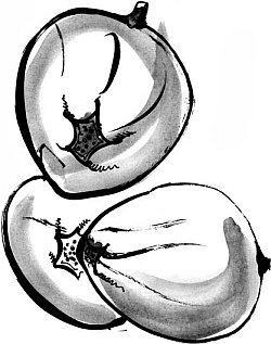 Иллюстрация к книге — Питание и долголетие [_14.jpg]