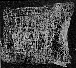 Иллюстрация к книге — Питание и долголетие [_150.jpg]