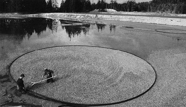 Иллюстрация к книге — Питание и долголетие [_62.jpg]