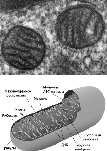 Иллюстрация к книге — Питание и долголетие [_77.jpg]