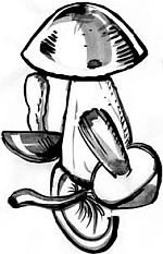 Иллюстрация к книге — Питание и долголетие [_83.jpg]