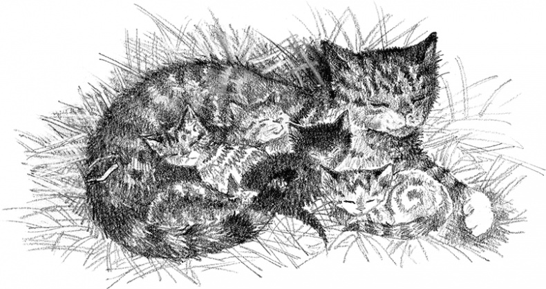 Иллюстрация к книге — Котенок Рыжик, или Как найти сокровище [i_008.jpg]