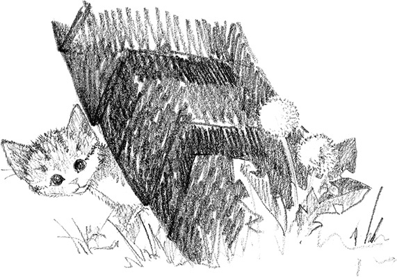 Иллюстрация к книге — Котенок Рыжик, или Как найти сокровище [i_010.jpg]