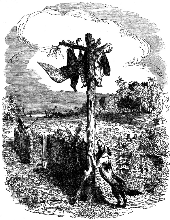 Иллюстрация к книге — Робинзон Крузо. Дальнейшие приключения Робинзона Крузо [i_017.jpg]