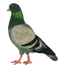 Иллюстрация к книге — Питер обыкновенный, или Младших братьев не выбирают [i_017.jpg]