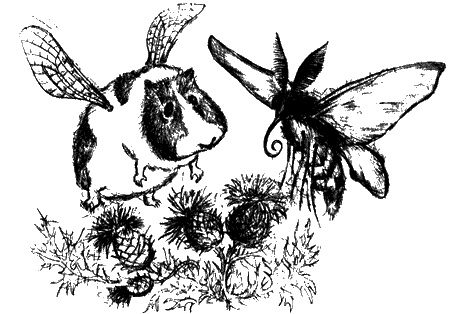 Иллюстрация к книге — Цветник бабушки Корицы [img21.jpg]