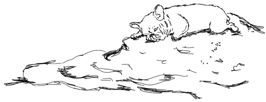 Иллюстрация к книге — Лесная фея, или новые приключения кикиморы Светки Пипеткиной [_085_01.jpg]