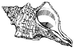 Иллюстрация к книге — Лесная фея, или новые приключения кикиморы Светки Пипеткиной [_285_01.jpg]