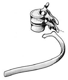 Иллюстрация к книге — Ария для спины. Авторская программа, чтобы никогда не болели суставы [i_003.jpg]