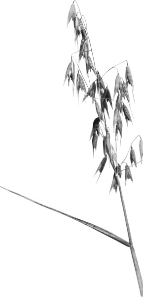 Иллюстрация к книге — Аюрведа. Пособие по женскому здоровью [i_001.jpg]