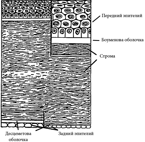Иллюстрация к книге — Как снять очки за 10 занятий без операции [_068.jpg]