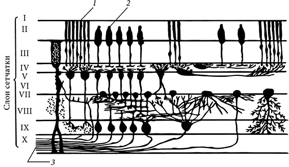 Иллюстрация к книге — Как снять очки за 10 занятий без операции [_070.jpg]
