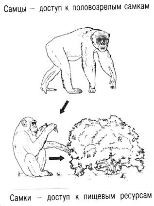 Иллюстрация к книге — Власть, пол и репродуктивный успех [i_003.jpg]