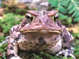 Иллюстрация к книге — Сказочная энциклопедия для маленьких вундеркиндов. Чудеса в природе [i_009.jpg]