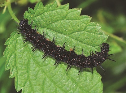 Иллюстрация к книге — Сказочная энциклопедия для маленьких вундеркиндов. Чудеса в природе [i_014.jpg]