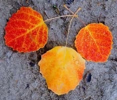 Иллюстрация к книге — Сказочная энциклопедия для маленьких вундеркиндов. Чудеса в природе [i_021.jpg]