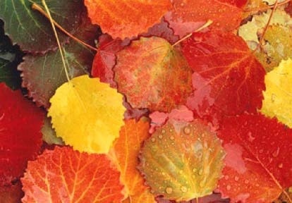 Иллюстрация к книге — Сказочная энциклопедия для маленьких вундеркиндов. Чудеса в природе [i_022.jpg]