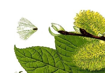 Иллюстрация к книге — Сказочная энциклопедия для маленьких вундеркиндов. Чудеса в природе [i_032.jpg]