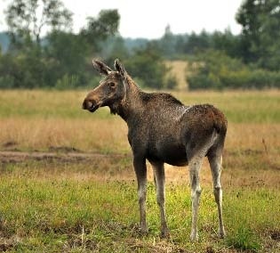 Иллюстрация к книге — Сказочная энциклопедия для маленьких вундеркиндов. Чудеса в природе [i_033.jpg]