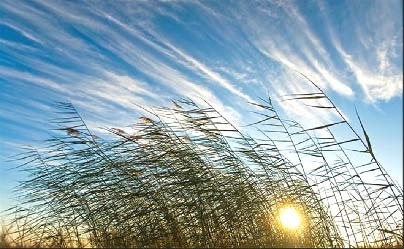 Иллюстрация к книге — Сказочная энциклопедия для маленьких вундеркиндов. Чудеса в природе [i_053.jpg]