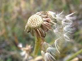 Иллюстрация к книге — Сказочная энциклопедия для маленьких вундеркиндов. Чудеса в природе [i_059.jpg]