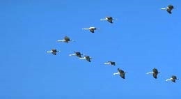 Иллюстрация к книге — Сказочная энциклопедия для маленьких вундеркиндов. Чудеса в природе [i_062.jpg]