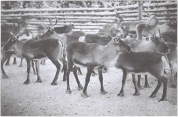 Иллюстрация к книге — Зимняя война 1939-1940 гг. [i_015.jpg]