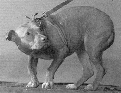 Иллюстрация к книге — Спасенные [i_009.jpg]