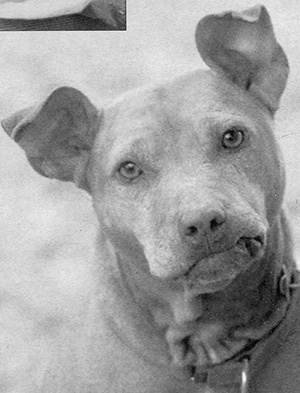 Иллюстрация к книге — Спасенные [i_013.jpg]