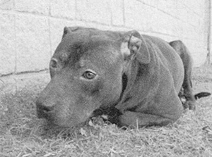 Иллюстрация к книге — Спасенные [i_018.jpg]