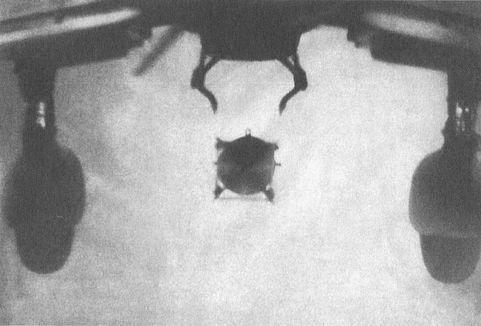 Иллюстрация к книге — Черный крест и красная звезда. Воздушная война над Россией. 1941-1944 [i_133.jpg]