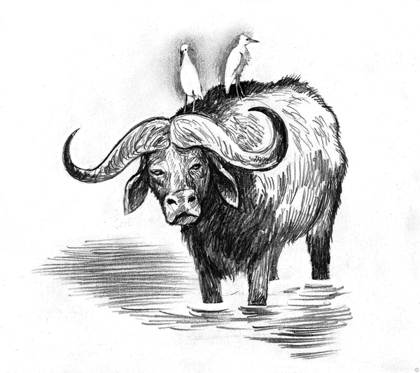 Иллюстрация к книге — Собаки и мы. Записки дрессировщика [ris02.jpg]