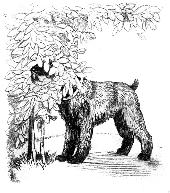 Иллюстрация к книге — Собаки и мы. Записки дрессировщика [ris10.jpg]